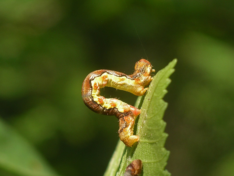 Bruco da determinare : Erannis defoliaria